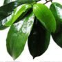 Soursop Leaves Combo Pack of 2 (50 Green Leaves + 50 Dry Leaves) - Image 5